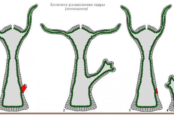 Kraken12 at сайт